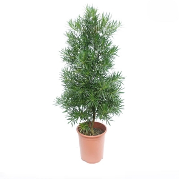 Cây vạn niên tùng bầu đất